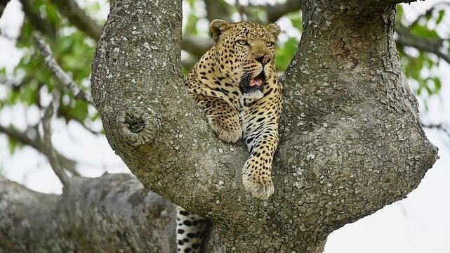 Solitary male leopard relaxing comfortably on the thick branch of an acacia tree.