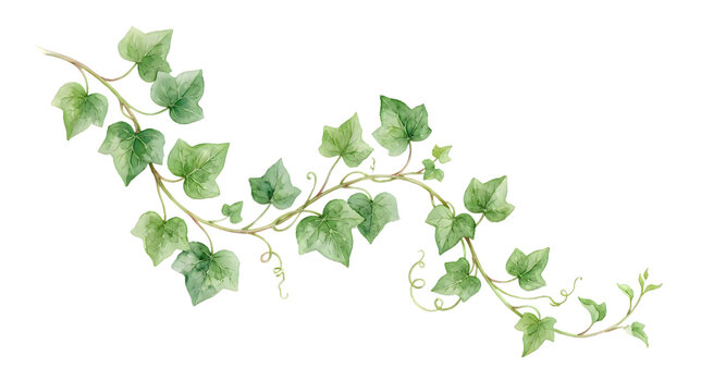 Watercolor green ivy vine branch illustration isolated on transparent background