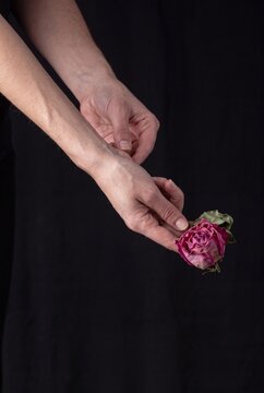 Close-up of hands gently holding a dried pink rose against a dark background symbolizing tenderness and fragility