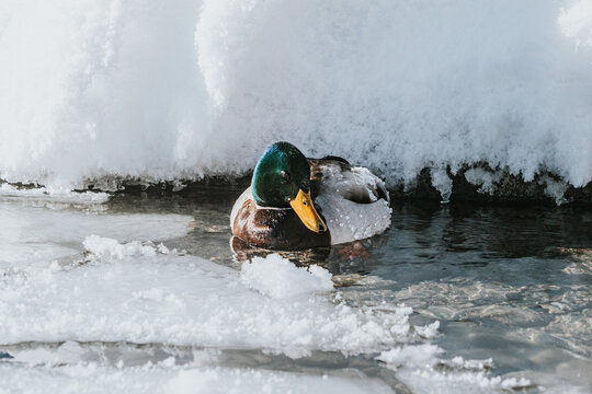 Male mallard resting in open water beside a snowy bank