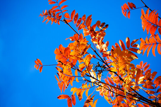 Autumn leaves of rowan tree, October nature background. Orange and red rowan leaves on thin branches. A clear bright blue sky filling the space behind the vivid autumn foliage