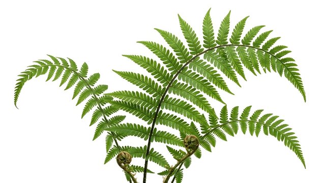 Green fern fronds with unfurling fiddleheads in natural setting