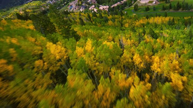 Yellow Aspen grove flying down FPV wind autumn falls drone video Colorado 4K