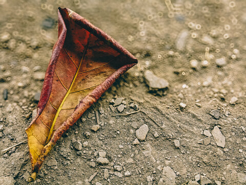 ​Minimalist close up of curled dry terminalia catappa leaf with reddish yellow colors on rough gravel soil