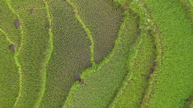 Top down aerial footage of curving rice terraces surrounding a reflective water filled paddy patch in rural Nepal