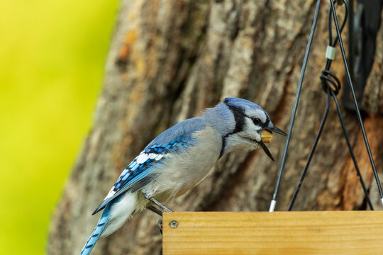 
Selective focus closeup of blue jay perched on bird feeder holding a peanut in its shell in its beak, Sainte-P&eacute;tronille, Island of Orleans, Qu&eacute;bec, Canada