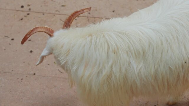 Close-up of white curly goat standing on gravel ground