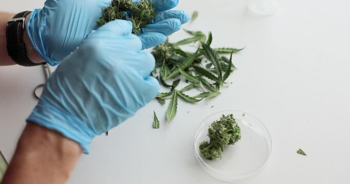 Person hands in latex gloves place cannabis buds into Petri dish on white table. Medical worker prepares hemp for processing in pharmaceutical lab
