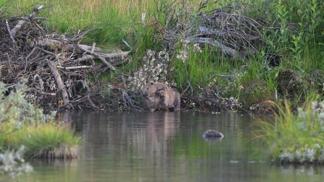 Eurasian beaver sits by calm water near its lodge and scratches its fur