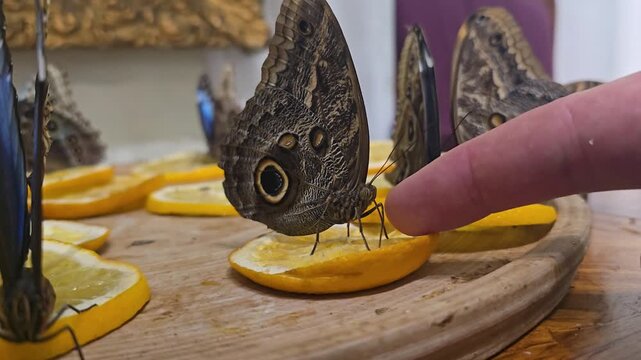 Caligo memnon rests on orange as fruit rotates to reveal its large eyespot
