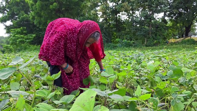 Indian female farmer harvesting mung beans in green agricultural field