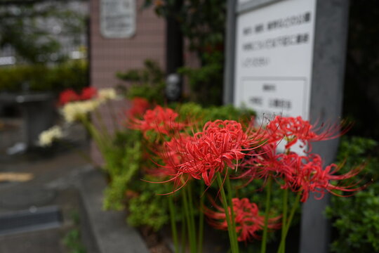 秋の訪れを告げる鮮やかに咲く赤と白の彼岸花 Brightly blooming red and white spider lilies signaling autumn
