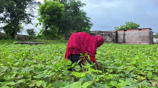 Indian female farmer harvesting mung beans in green agricultural field