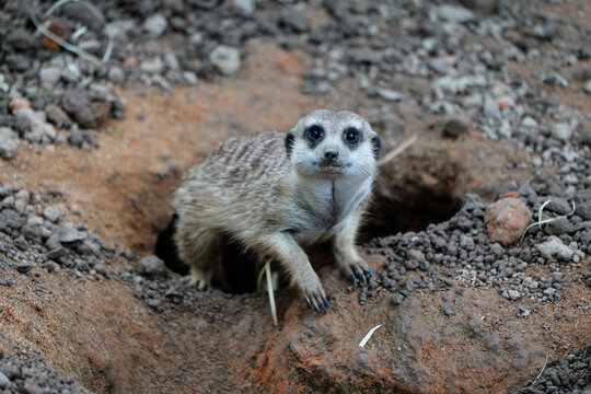 A slender-tailed mongoose poking out from a burrow