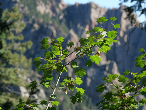 Backlit Rocky Mountain Maple (Acer glabrum) Leaves in Eldorado Canyon, Colorado
