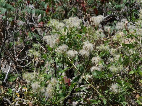 Western White Clematis (Clematis ligusticifolia) Covered with Feathery Seed Heads in Colorado
