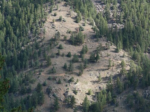 Switchback Hiking Trail on a Forested Mountainside in Eldorado Canyon, Colorado