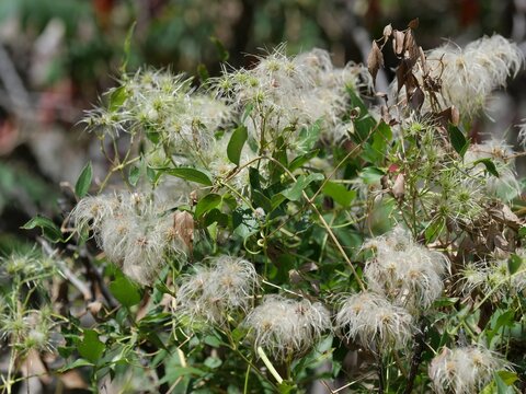 Western White Clematis (Clematis ligusticifolia) Feathery Seed Heads in Colorado