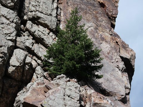 Rocky Mountain Douglas-fir (Pseudotsuga menziesii) Growing on a Rocky Cliff in Colorado
