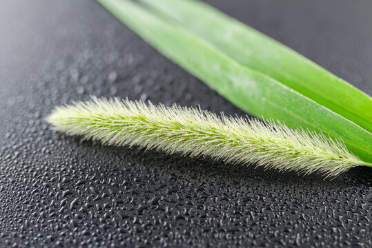 A close-up view of a foxtail grass spike and two green leaves resting on a dark textured surface, showcasing fine details of the plant.