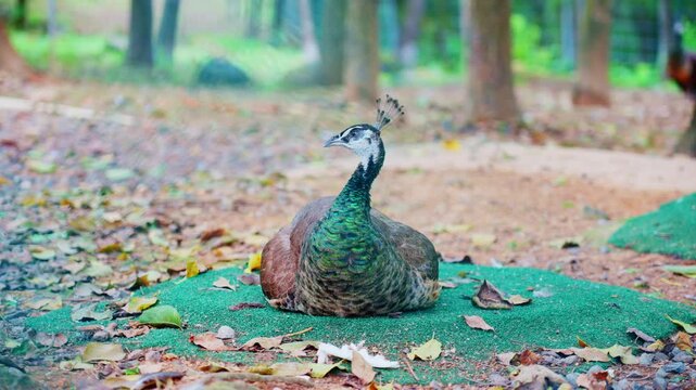 Close-up of peacock tail feather pattern and resting scene on floor mat