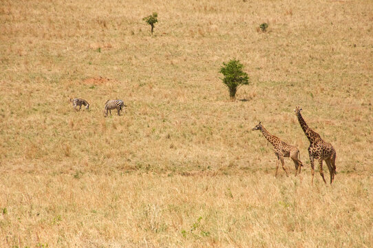 Zwei Massai-Giraffen mit Zebras in der trockenen Savanne