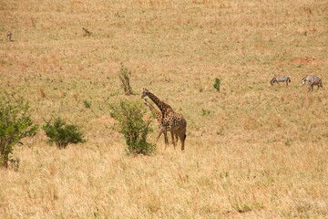 Fototapeta premium Massai-Giraffen und Zebras im trockenen Grasland der Serengeti