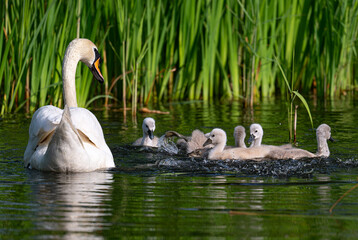 Swan Family © 颂 郭