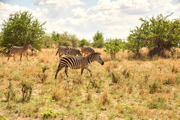 Fototapeta premium Zebraherde zieht durch trockenes Buschland der Serengeti
