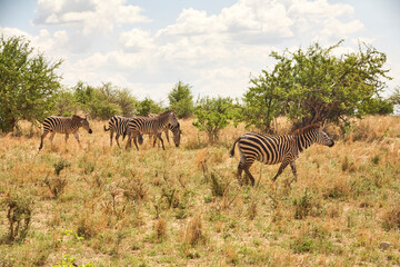 Fototapeta premium Zebras bewegen sich durch trockenes Grasland mit Dornbäumen