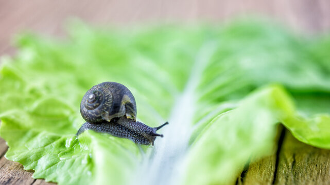A small dark snail with a coiled shell crawls on a fresh, vibrant green lettuce leaf. 