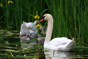 Swan Family © 颂 郭