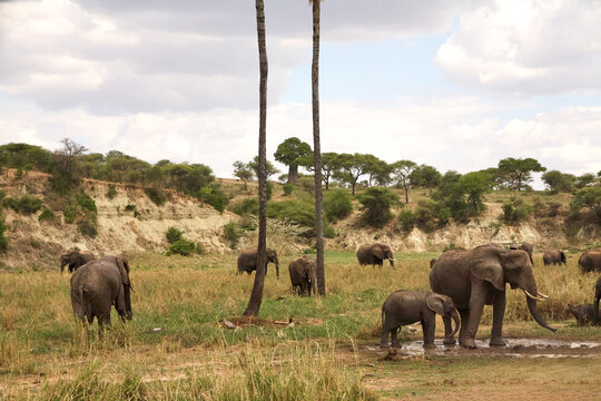 Afrikanische Elefanten an einer feuchten Stelle in der Serengeti