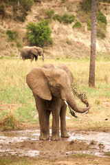 Fototapeta premium Afrikanischer Elefant auf schlammigem Boden in der Serengeti