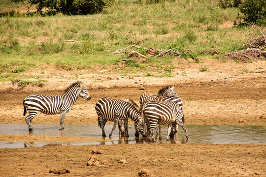 Zebraherde beim Trinken in der trockenen Serengeti-Savanne