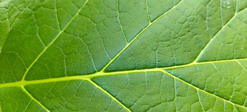 Macro texture of green leaf with detailed vein structure, natural foliage pattern background.