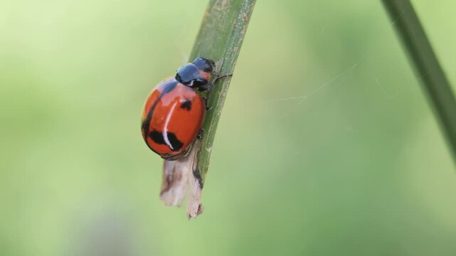 Close-up macro footage of a colorful ladybug (ladybird beetle) crawling on the tip of a grass blade in a natural garden setting.
