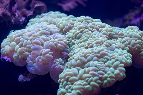 Close-up of pale bubble coral with rounded inflated polyps illuminated by blue aquarium lighting in a saltwater reef environment.
