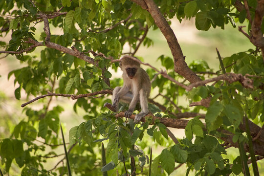 Affe sitzt in einem Baum der Serengeti