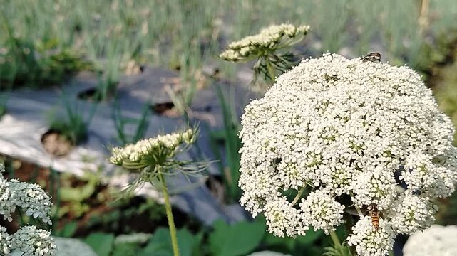 Macro video of various insects and metallic flies pollinating a cluster of white Queen Anne's lace flowers in a sunny agricultural field.