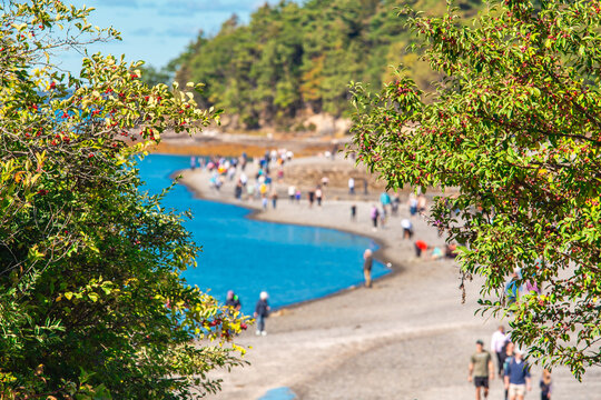 People Walking Bar Island Land Bridge at Low Tide Bar Harbor Maine