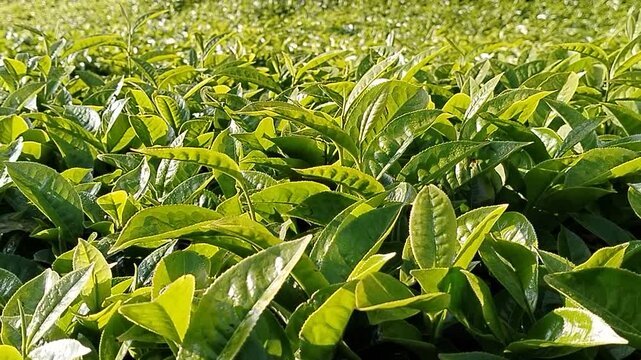 Cinematic panning shot of fresh green tea leaves growing abundantly in a tropical highland plantation under bright morning sunlight.