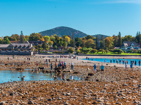 People Walking Bar Island Land Bridge at Low Tide Bar Harbor Maine