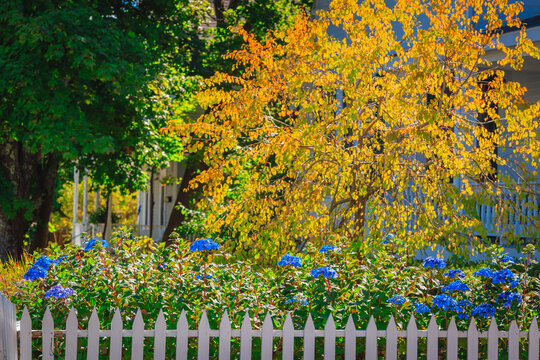 White Picket Fence in Charming Bar Harbor Maine Neighborhood