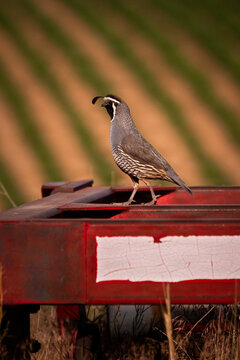 California Quail