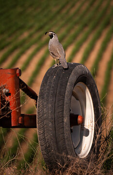California Quail