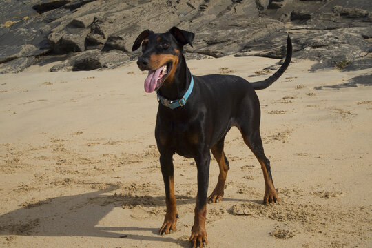 Harlyn Bay North Cornwall UK doberman dog on a beach