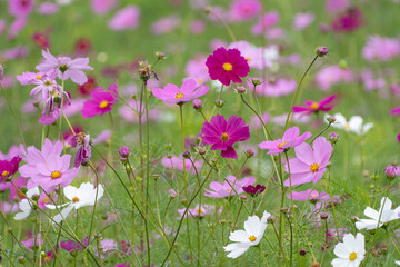 Fototapeta premium Colorful cosmos flowers blooming in full field under soft natural sunlight in autumn background with copy space