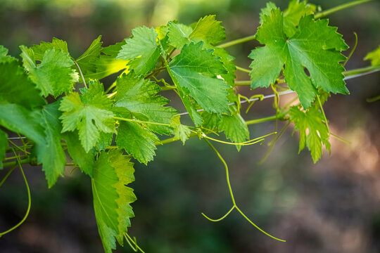 A close-up view of vibrant green grapevine leaves and tendrils. This serene vineyard scene features soft sunlight and a beautiful bokeh background, highlighting the beauty of viticulture.