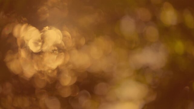 Scattered earthy gold tree bokeh, tiny leaves shimmering in late afternoon wind, wide dense forest abstract backdrop.